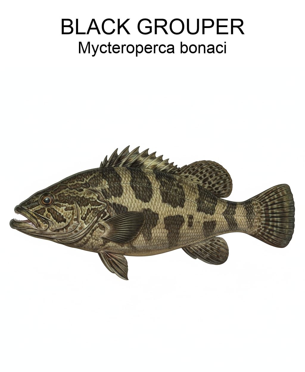 Black Grouper identification plate