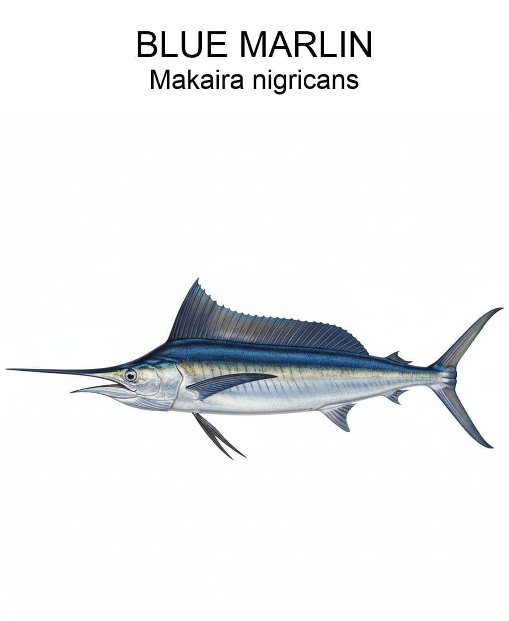Blue Marlin identification plate