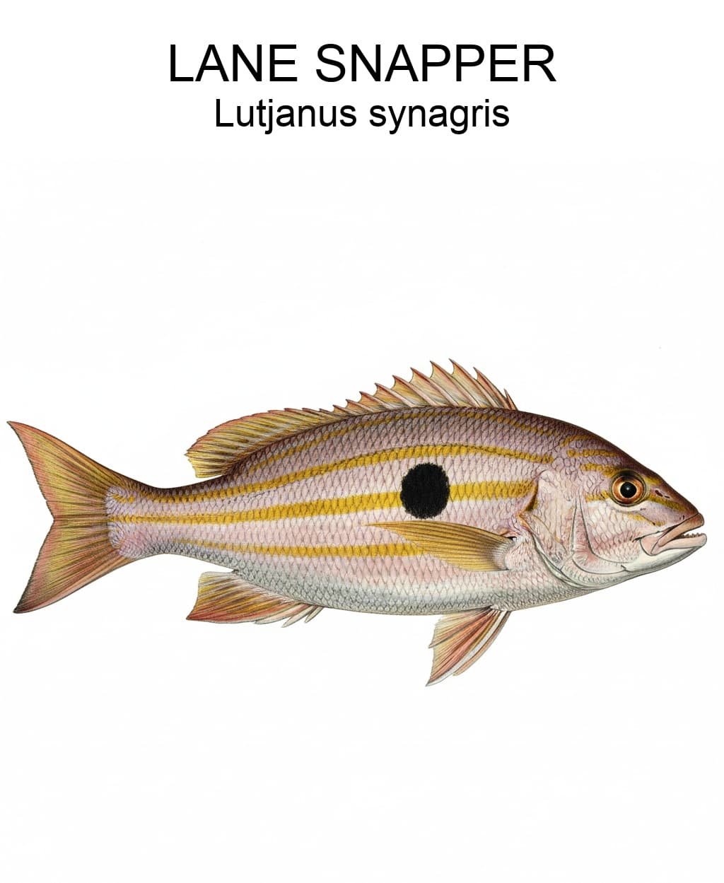 Lane Snapper identification plate