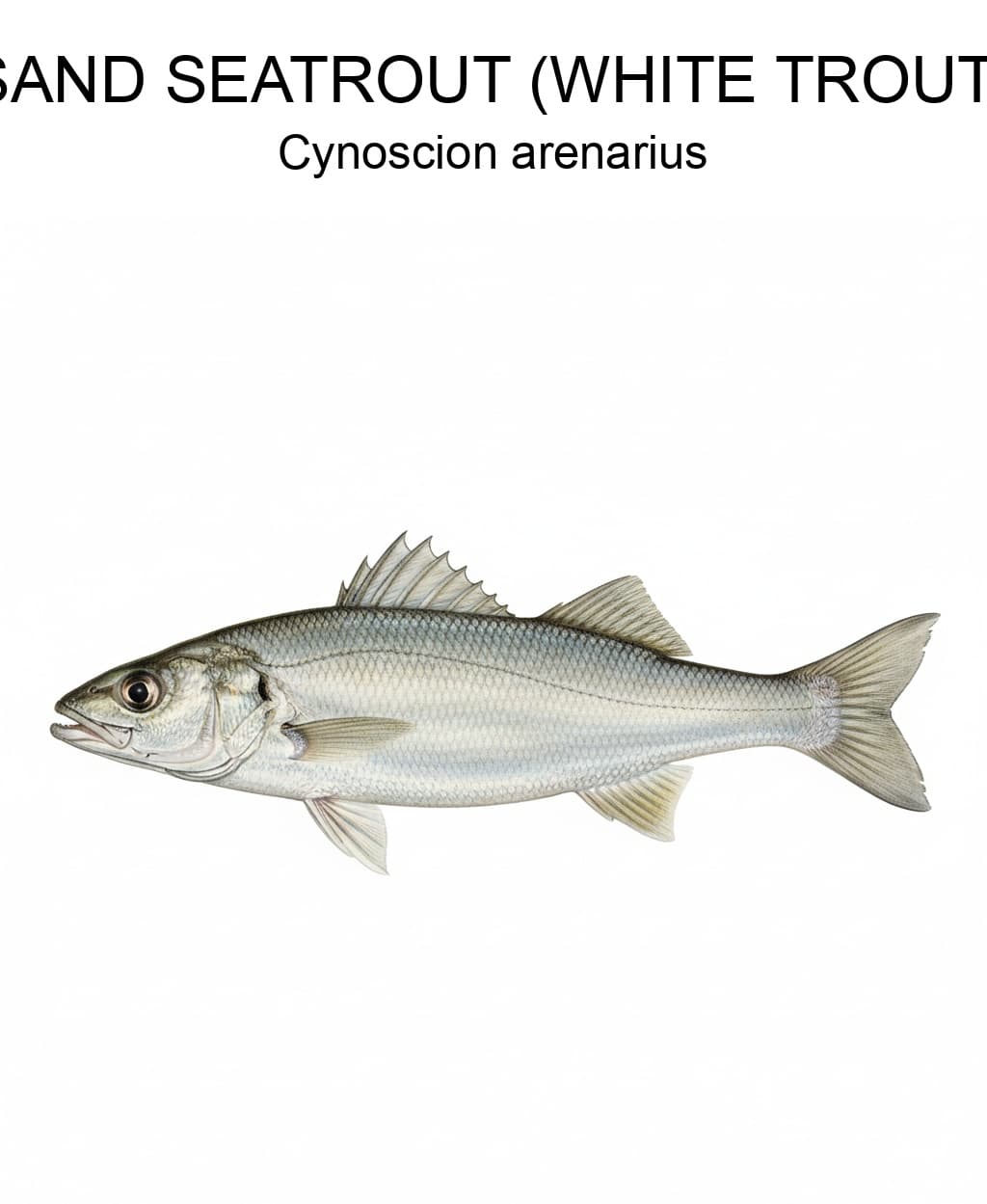 Sand Seatrout (White Trout) identification plate
