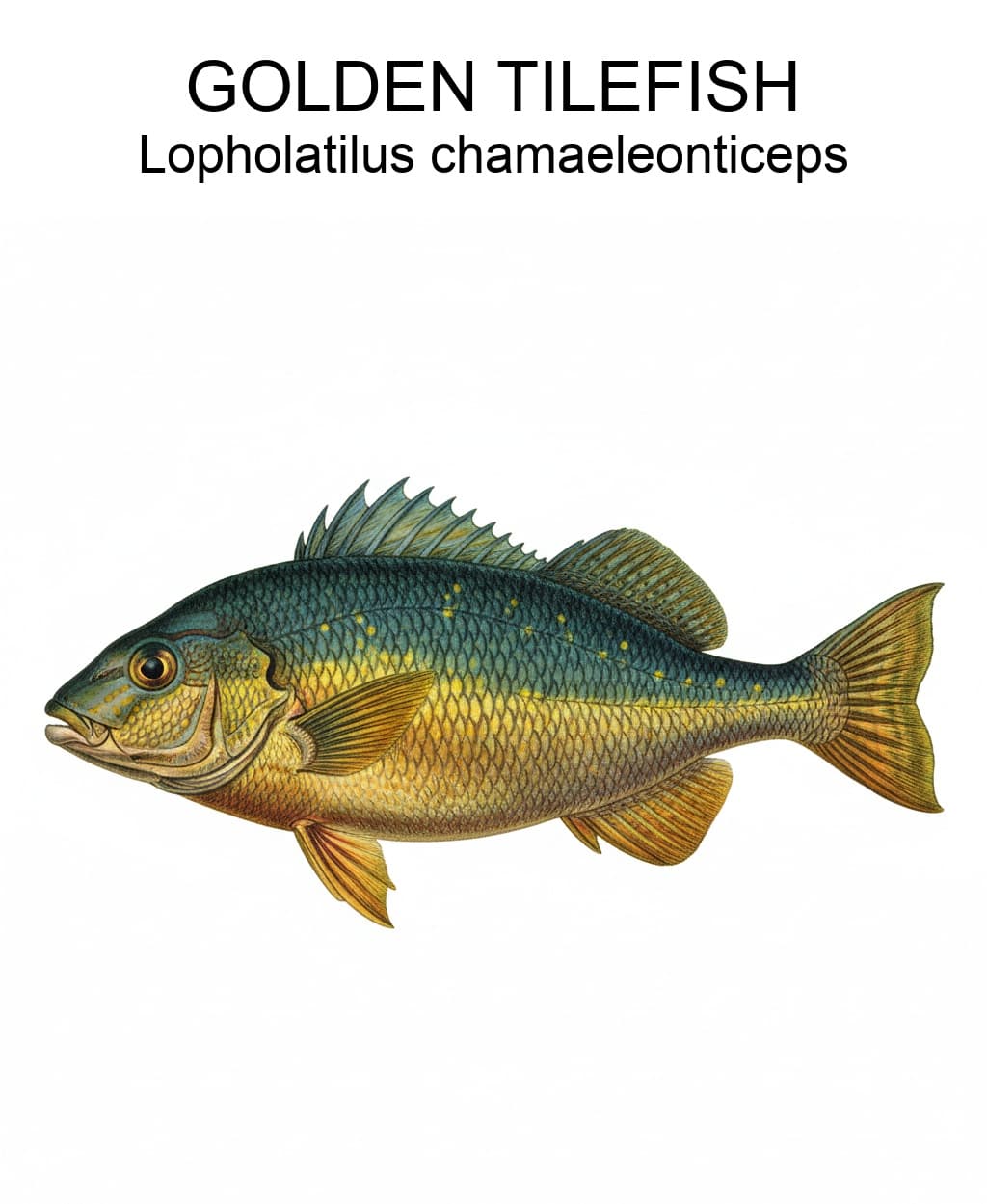 Tilefish (Golden) identification plate