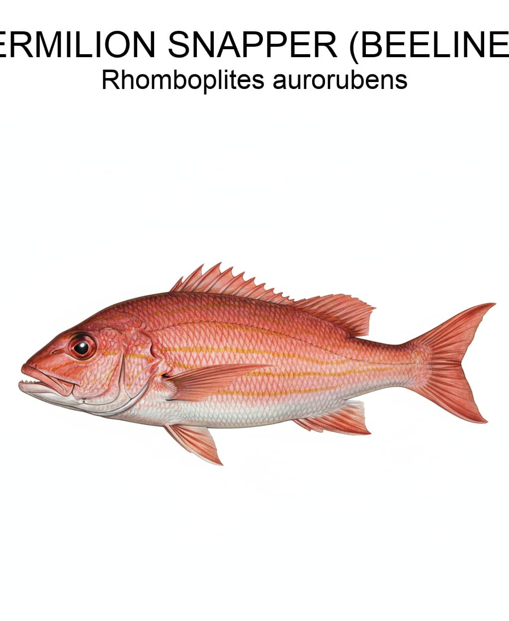 Vermilion Snapper (Beeliner) identification plate