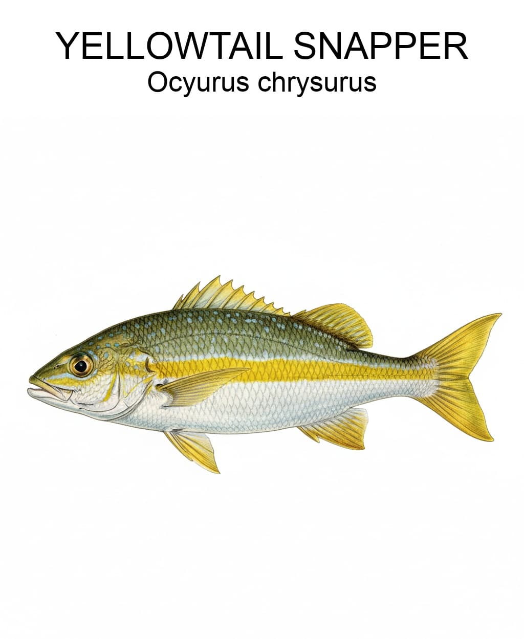 Yellowtail Snapper scientific illustration